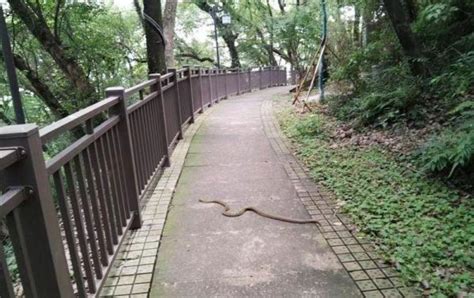 蛇鱉園鼎山|[問題] 請問高雄市區還有哪裡有蛇肉湯的店？